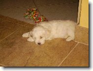 Bichon  poil fris, Bichon Frise