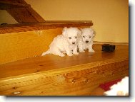Bichon  poil fris, Bichon Frise