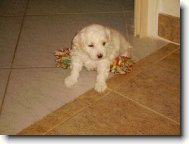 Bichon  poil fris, Bichon Frise