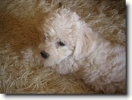 Bichon  poil fris, Bichon Frise