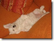 Bichon  poil fris, Bichon Frise