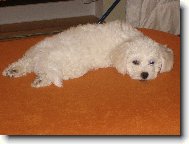Bichon  poil fris, Bichon Frise