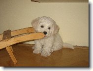 Bichon  poil fris, Bichon Frise