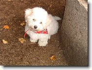 Bichon  poil fris, Bichon Frise