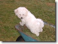 Bichon  poil fris, Bichon Frise