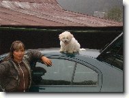 Bichon  poil fris, Bichon Frise