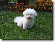 Bichon  poil fris, Bichon Frise
