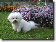 Bichon  poil fris, Bichon Frise