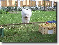 Bichon  poil fris, Bichon Frise