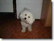 Bichon  poil fris, Bichon Frise