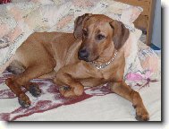 Rhodesian Ridgeback