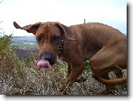 Rhodesian Ridgeback