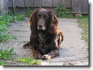 German Spaniel, Deutscher Wachtelhund