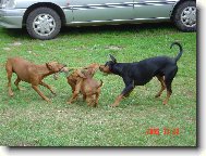 German Pinscher
