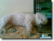 Bichon  poil fris, Bichon Frise