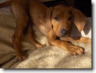 Rhodesian Ridgeback