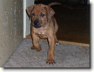 Rhodesian Ridgeback