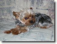 Bichon  poil fris, Bichon Frise