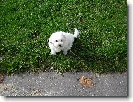 Bichon  poil fris, Bichon Frise