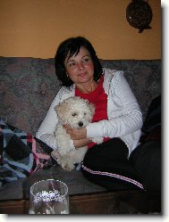 Bichon  poil fris, Bichon Frise