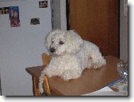 Bichon  poil fris, Bichon Frise