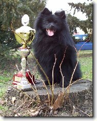 Deutscher spitz - Mittelspitz, German Spitz  Medium size Spitz