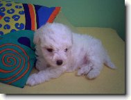 Bichon  poil fris, Bichon Frise