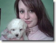 Bichon  poil fris, Bichon Frise