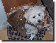 Bichon  poil fris, Bichon Frise