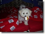 Bichon  poil fris, Bichon Frise