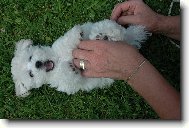 Bichon  poil fris, Bichon Frise