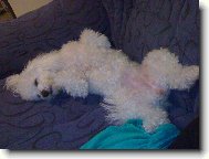 Bichon  poil fris, Bichon Frise