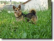 Deutscher spitz - Mittelspitz, German Spitz  Medium size Spitz