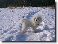Bichon  poil fris, Bichon Frise
