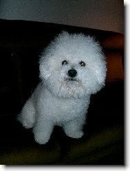 Bichon  poil fris, Bichon Frise