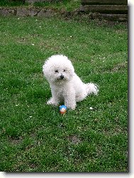 Bichon  poil fris, Bichon Frise