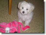 Bichon  poil fris, Bichon Frise