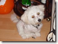 Bichon  poil fris, Bichon Frise