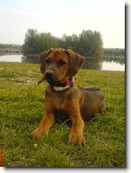 Rhodesian Ridgeback