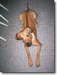 Rhodesian Ridgeback