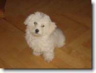 Bichon  poil fris, Bichon Frise
