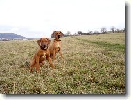 Rhodesian Ridgeback