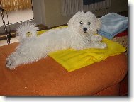 Bichon  poil fris, Bichon Frise