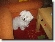 Bichon  poil fris, Bichon Frise