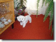 Bichon  poil fris, Bichon Frise