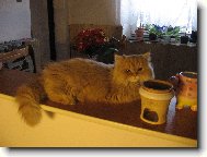 Persian cat