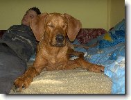 Rhodesian Ridgeback
