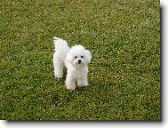 Bichon  poil fris, Bichon Frise
