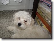 Maltese