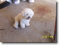 Bichon  poil fris, Bichon Frise